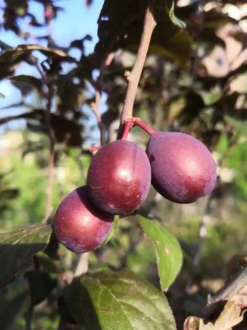 酸涩的果之二:紫叶李