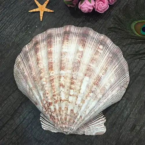 大装饰扇贝diy手工礼品沙滩海壳装饰天然贝壳工艺品