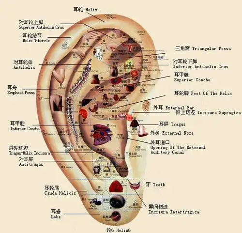 二院科普耳穴的应用