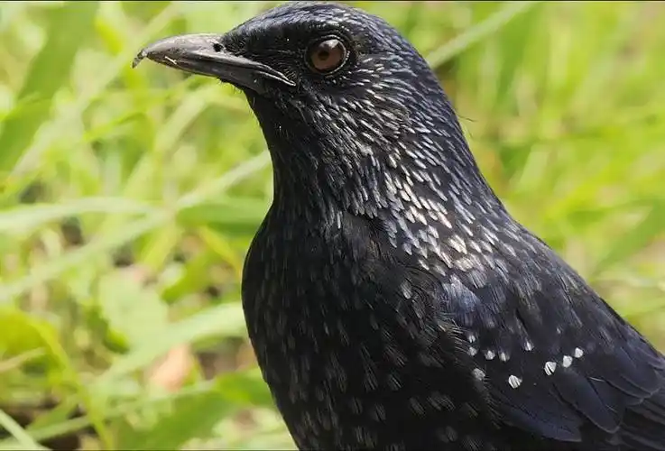 请问这什么鸟,全身黑色,嘴尖有点弯?