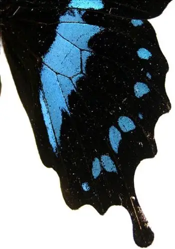 凤尾蝶早人类3000万年使用二极管