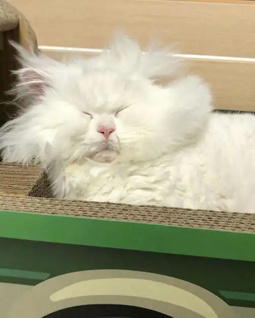 像极了你刚睡醒的样子哈哈哈_宠物_宠物成精了_宠物_猫【恶搞表情】刚