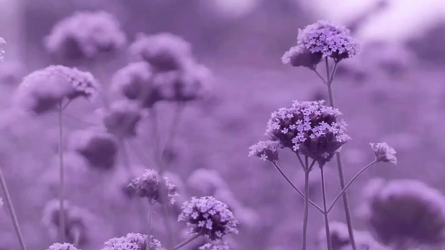 马鞭草紫色浪漫高清桌面壁纸