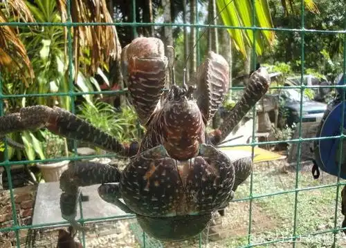 龙虾到底有多长的寿命?