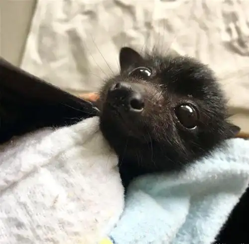 蝙蝠救援组织发布了可爱的蝙蝠照片,以展示它们实际上是多么无害_地球
