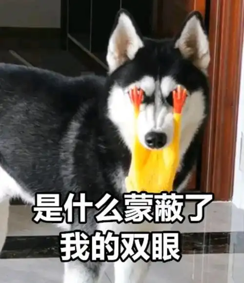 分享一组二哈的表情包,拿走不谢!