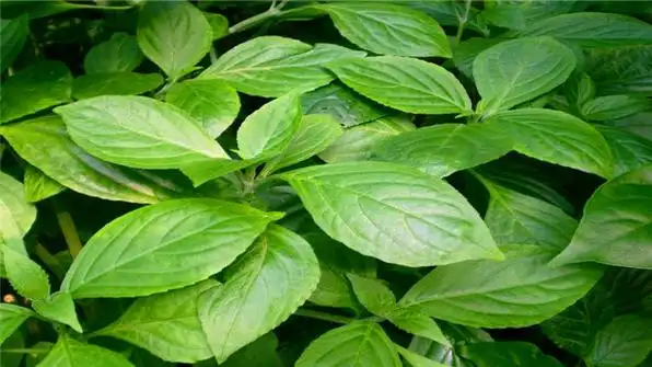 板蓝根叶子能吃吗