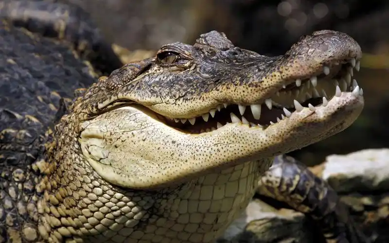 鳄鱼,牙齿,嘴,爬行动物 壁纸
