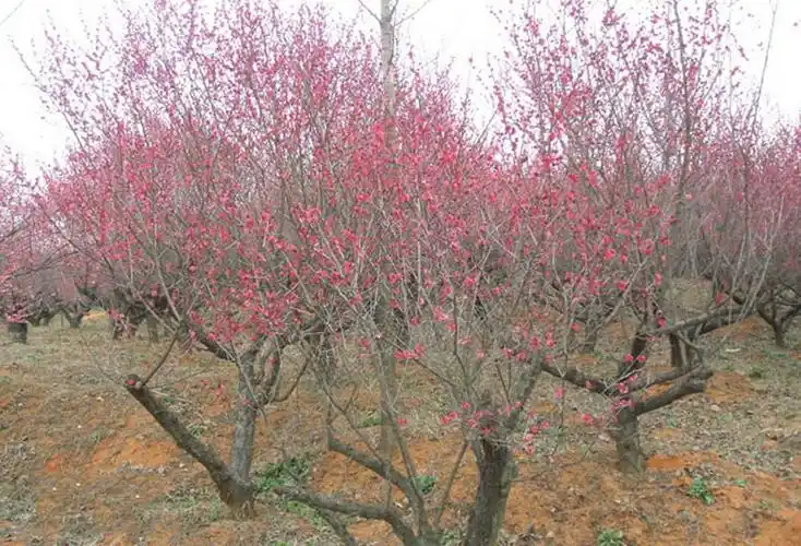 名优彩叶科普骨红朱砂梅