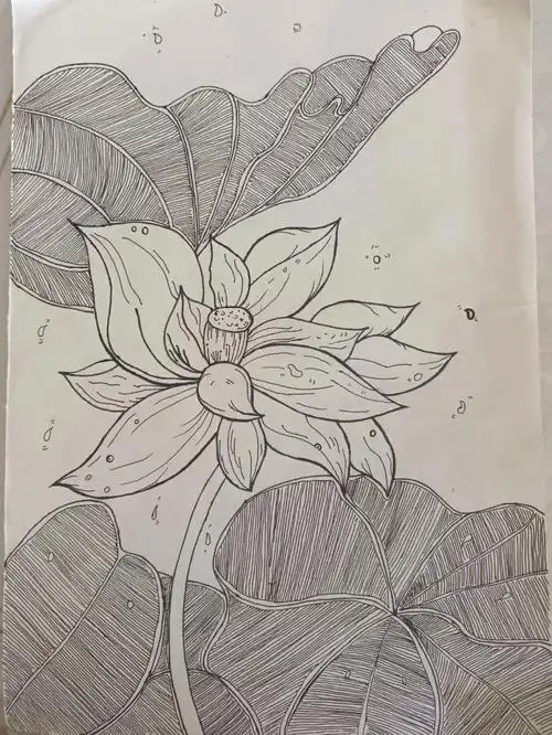 210临摹线描画