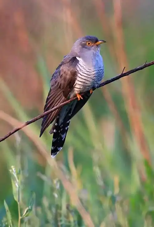 大杜鹃,鸟界中的巨婴