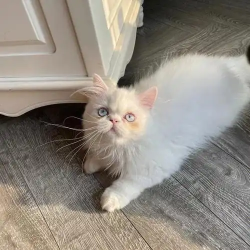 纯白波斯长毛蓝眼睛弟弟