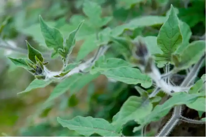 白毛藤的人工高产种植方法