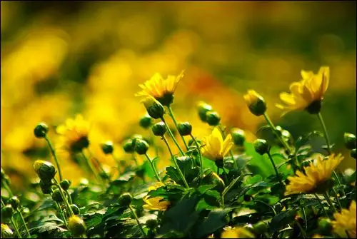 摄影大师玩透了的景深构图,你知道多少?