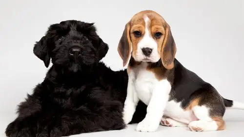 可爱的小狗,黑色和斑点的狗 4k