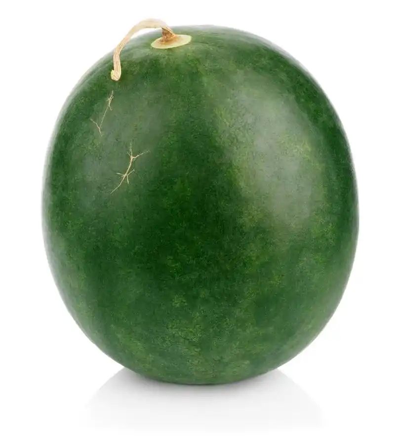 白底黑绿色西瓜浆果