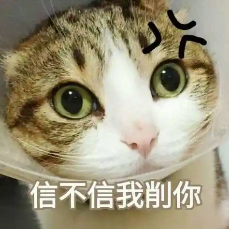 可爱逗逼萌猫小动物头像_最新流行微信表情包搞笑图片带字