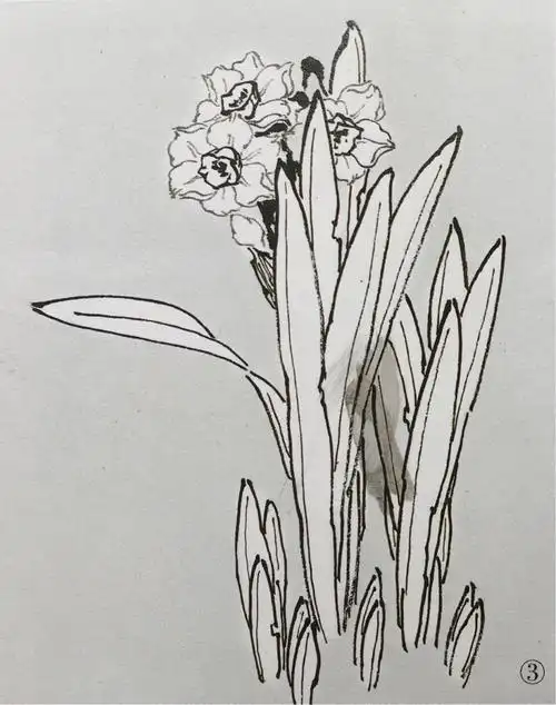 杨秀华工笔画课堂【八】水仙花的画法:勾线填色法