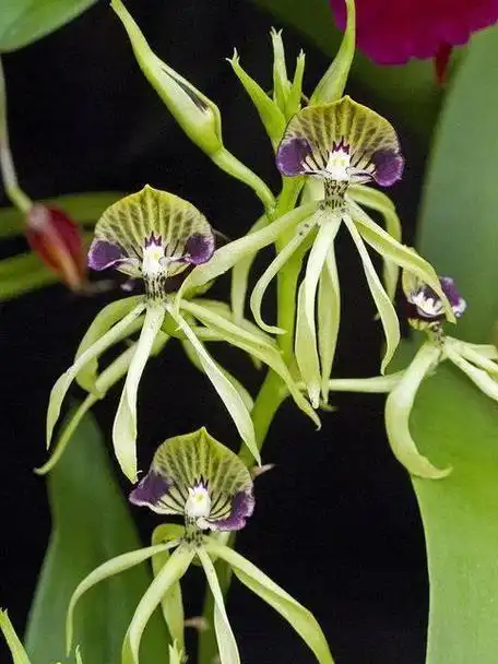 传说中最神秘的花世界上最神秘的花是什么花