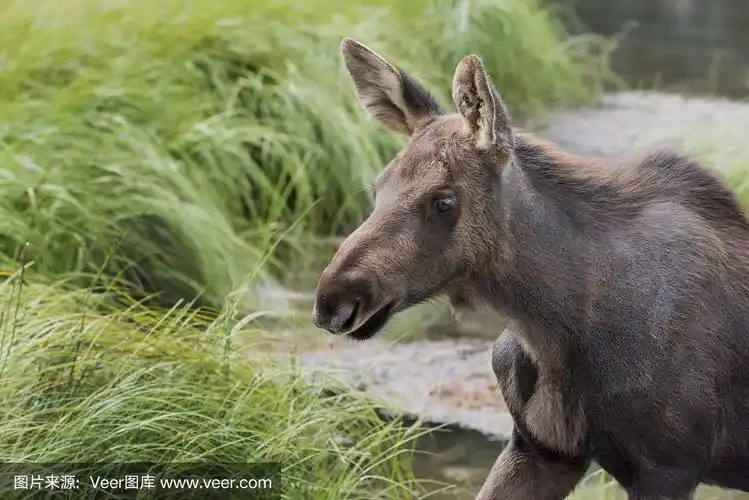小驼鹿,侧面像,水,公园,褐色