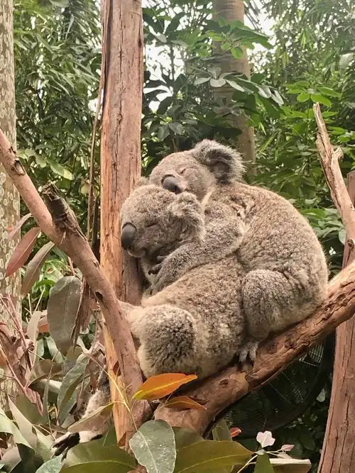 那是考拉双胞胎抱在一起在睡觉呢!嘘,千万不要把他们吵醒了.