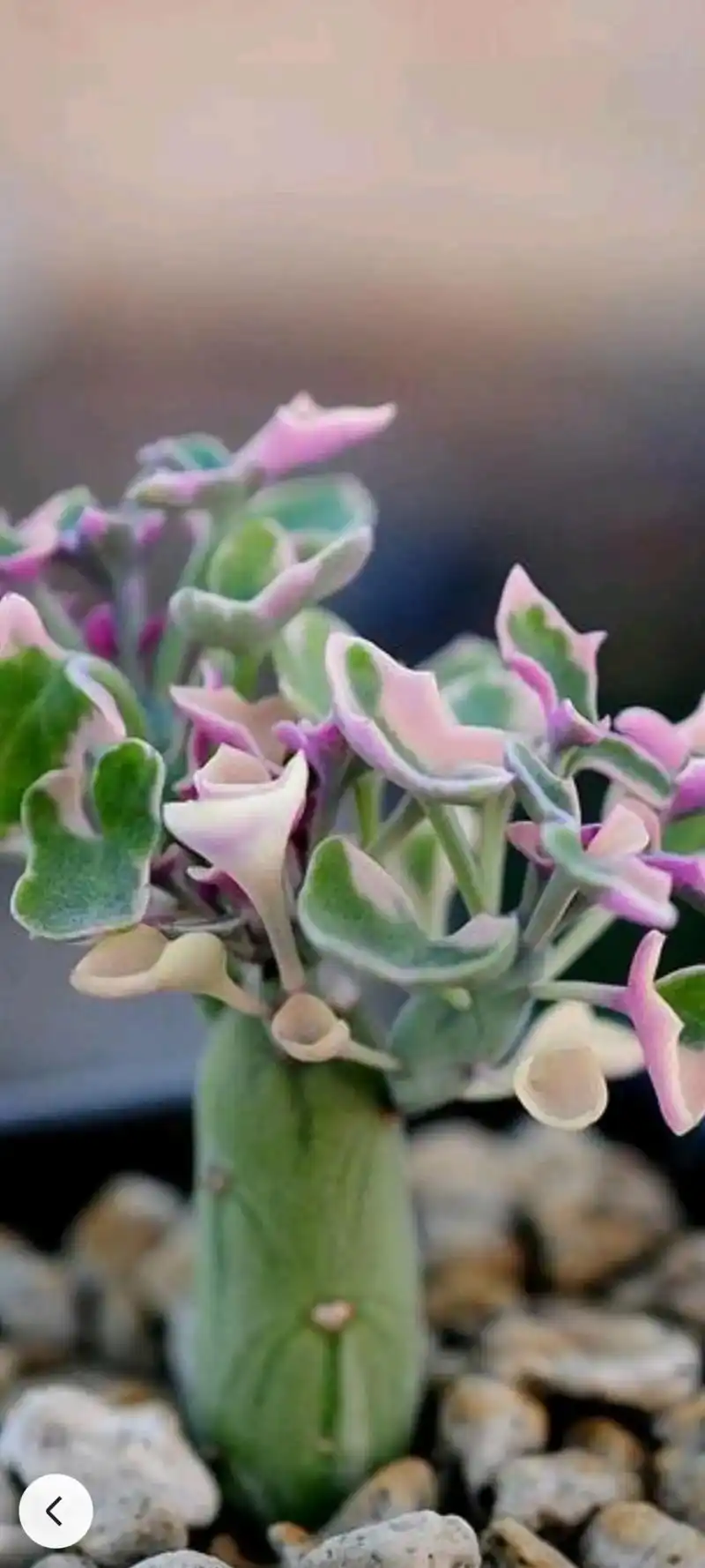 七宝树锦. - 抖音