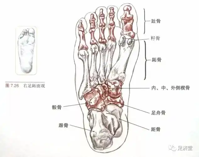 每只脚的骨骼可以分为跗骨,跖骨和趾骨三组