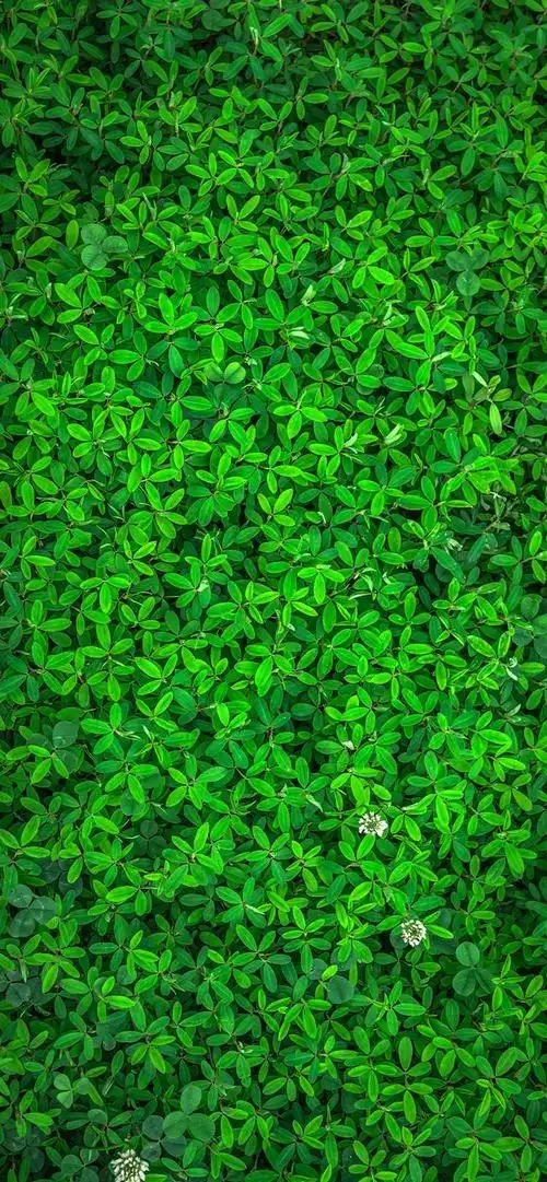 让你放松下吧～,绿色养眼的壁纸图片(绿色养眼小清新系列壁纸)