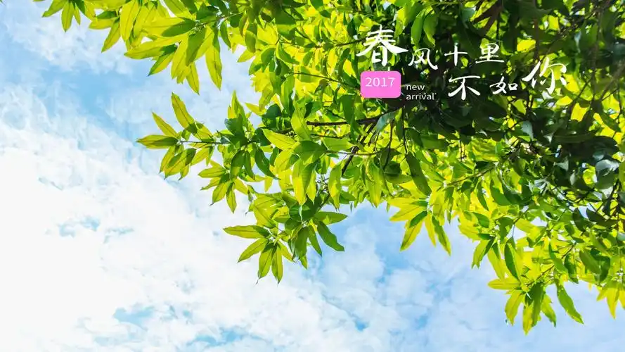 春风 文字控 大鱼壁纸