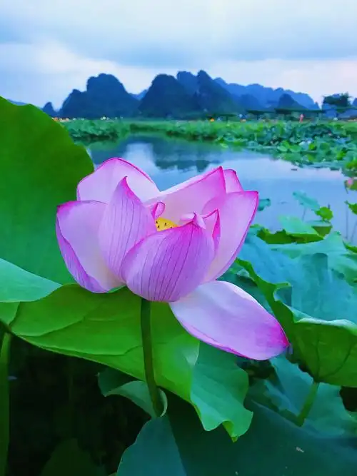 洞天仙境.荷花仙境