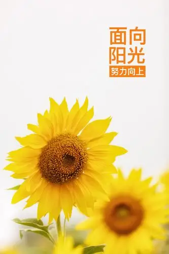 向日葵面向阳光努力向上