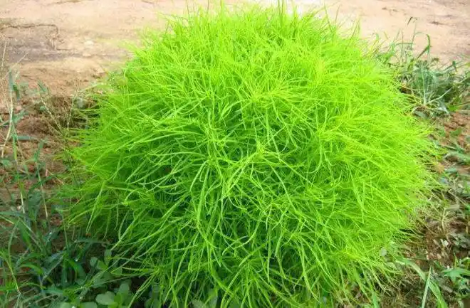 而且可食用的部分都在地下,我们家以前腌黄瓜的时候喜欢加一些鬼子姜