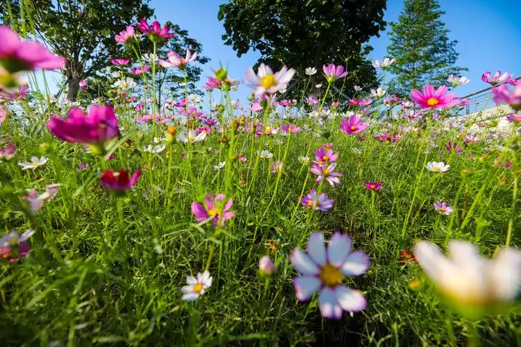 春日赏花季,广州海边赏花攻略,收藏赶紧去打卡