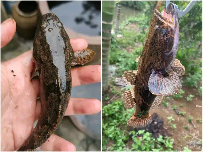 笋壳鱼广东韶关小河里小黑鱼泛滥有人一天钓上百条