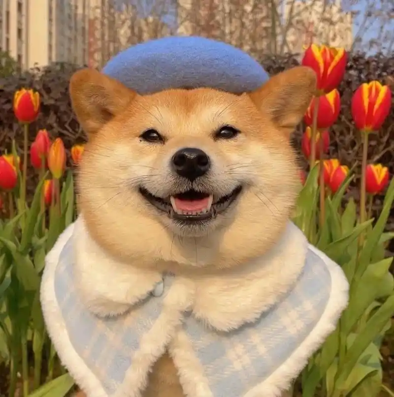 猫猫狗狗可爱头像 爱宠宝贝微信头像