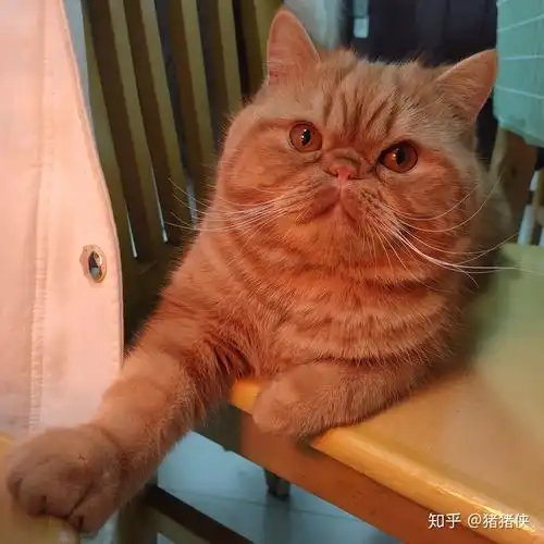 英短和加菲串的长大了会像哪样多点