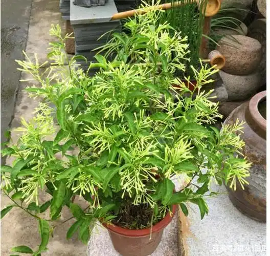 入夏了,家里养盆"驱蚊植物",蚊虫不登门,这4种了解下!