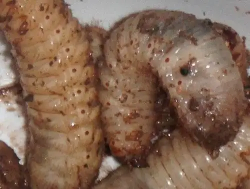 日本十道最恶心的菜:第五个既残忍又恶心(活人料理)