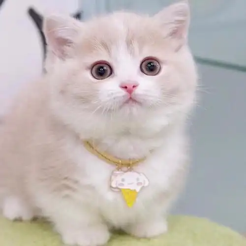 舍-乳白纯乳色曼基康矮脚血统小短腿短毛白色活体宠物猫幼崽小奶猫舍
