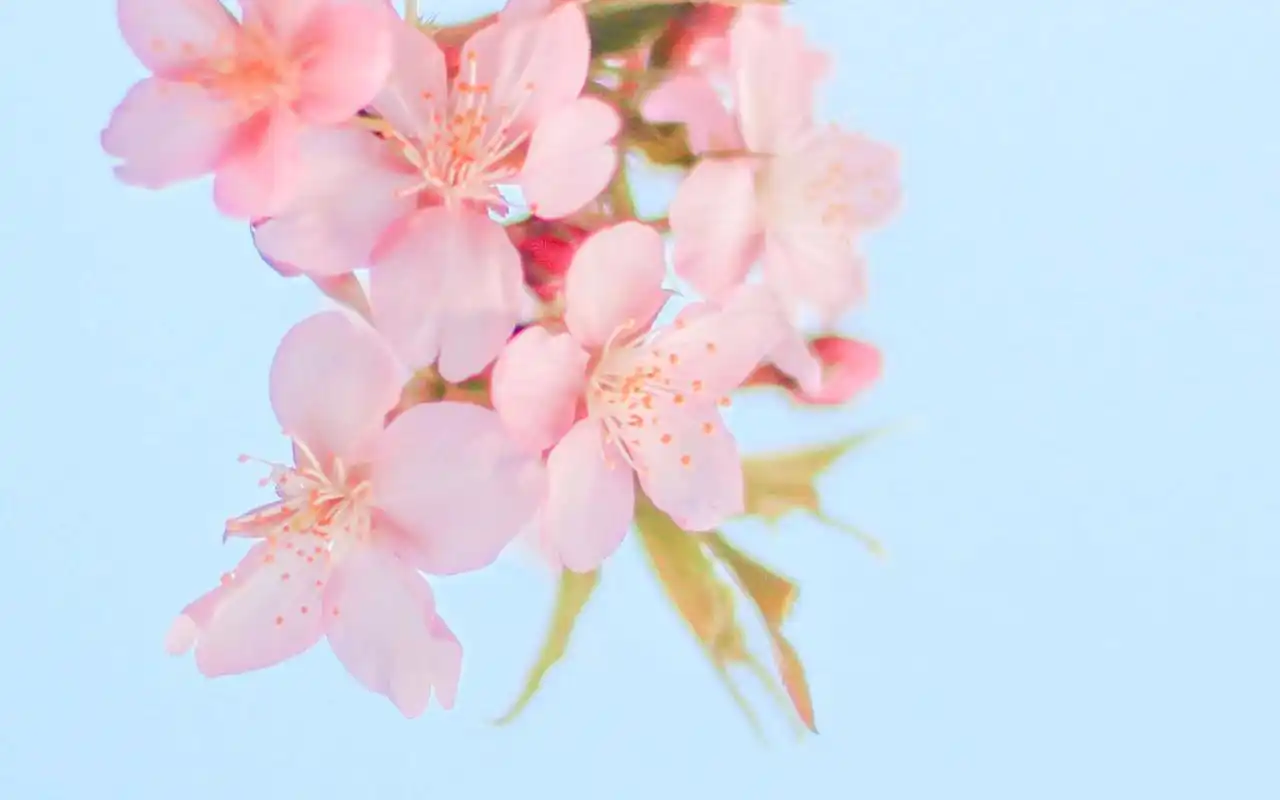 桃花微距摄影小清新唯美图片桌面壁纸