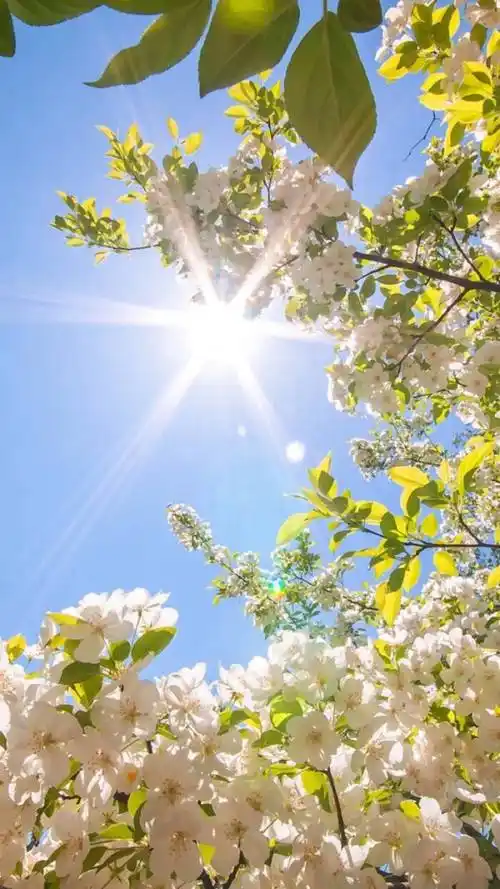 有哪些阳光让人心情会好的壁纸推荐