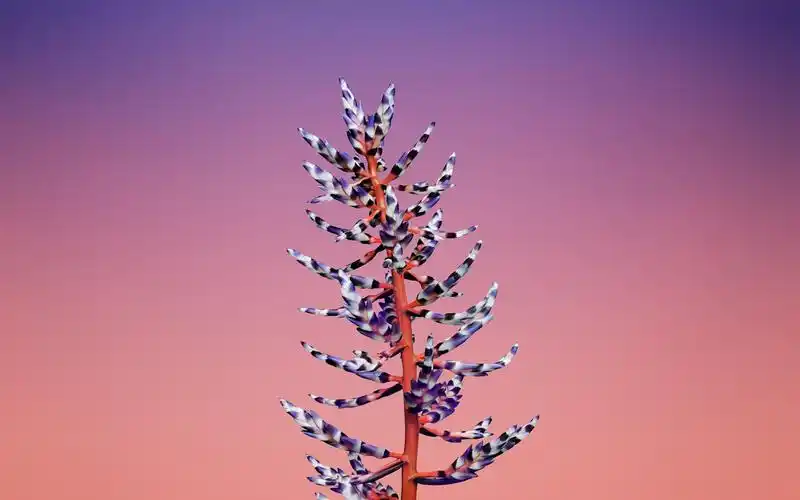 花-苹果ios 11 iphone 8 iphone x高清壁纸