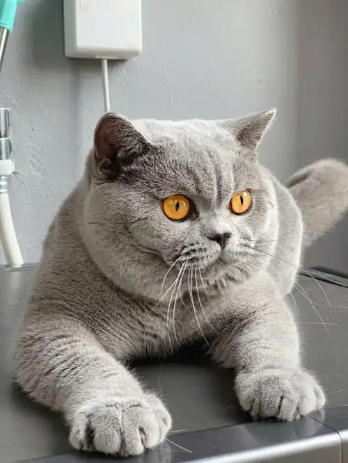 纯蓝色英国短毛猫