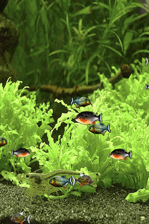 真鱼游来游去动态壁纸 -桌面天下(desktx.com)