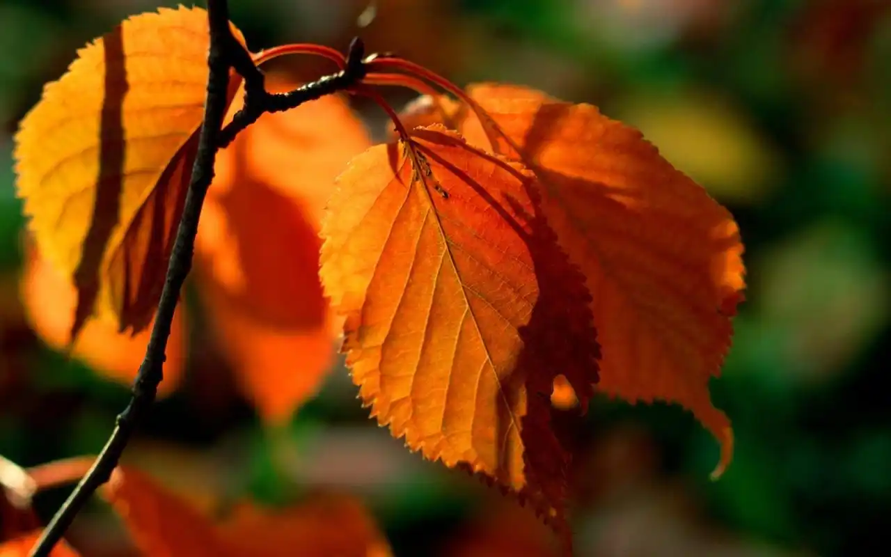 秋天唯美树叶高清风景图片桌面壁纸
