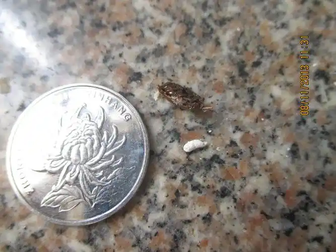 厨房(东方瑞景店)的问题  2013-11-08 11:46提问者采纳 是壁虎的大便