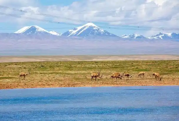 可可西里无人区有什么魅力?