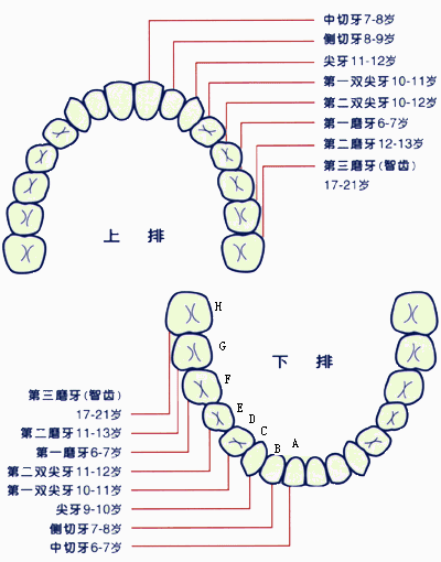 "六龄牙",亦称"六龄齿":是指儿童生长的第1个恒磨牙,即第1大臼齿(俗称