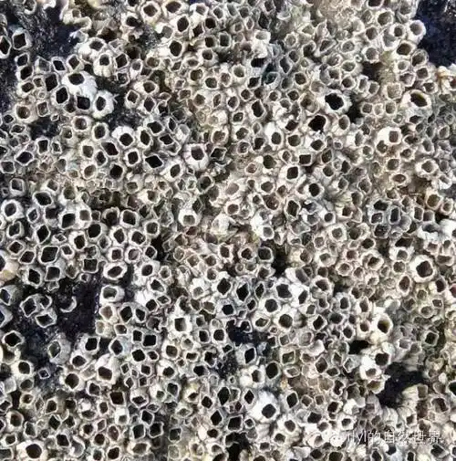 50张图鉴定你是否有"密集恐惧症"(密恐慎入!慎入!慎入!