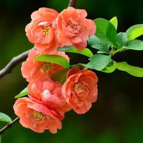 7种象征吉祥好运的花(7种象征吉祥好运的花君子兰花)